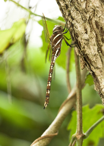 Adversaeschna brevistyla